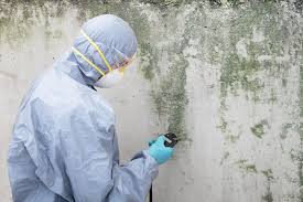  Safford, AZ Mold Remediation Pros